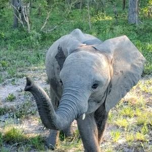 Meet your Posher, Julius